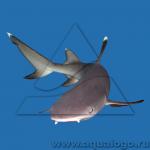 Акула белоперая рифовая (Triaenodon obesus), L 
