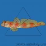 , - ,   (Amblyeleotris periophthalma), M 