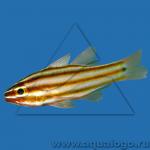   (Apogon cyanosoma), M 