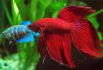 ,   (Betta splendens var.), M,  - 