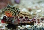  ,  ,   (Synchiropus ocellatus, Neosynchiropus ocellatus), S 