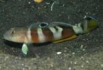 - , - ,    (Valenciennea wardii), L 
