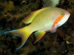  ,   (Pseudanthias huchtii, Anthias huchti), M 