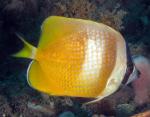    (Chaetodon kleinii), S 