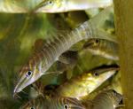   (Syncrossus hymenophysa, Botia hymenophysa), M 