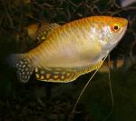    (Trichogaster trichopterus - var. "Cosby"), L 