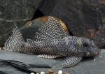  L260,  L-260 (Hypancistrus sp. L260, Peckoltia sp. L-260), S 