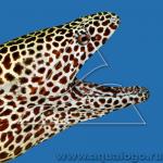  ,   (Gymnothorax favagineus, Gymnothorax permistus, Gymnothorax pescadoris, Gymnothorax tessellata), M 