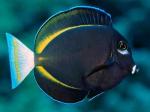   ,   (Acanthurus nigricans, Acanthurus glaucopareius), S 