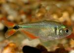 ,   (Hyphessobrycon anisitsi, Hemigrammus caudovittatus), M 