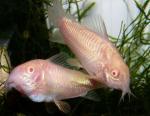    (Corydoras paleatus var. albino), L 