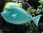  ,   (Naso unicornis), L 