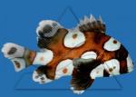   (Plectorhinchus chaetodonoides), M 