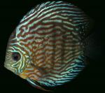   (Symphysodon aequifasciatus var. Turkis), S 
