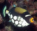  , - (Balistoides conspicillum), L 