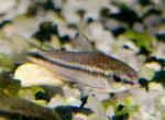   (Corydoras pygmaeus), M 