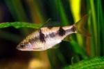 - (Puntius arulius, Barbus arulius, Capoeta arulius), S