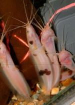   (Clarias batrachus), S 