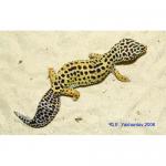   (Eublepharis macularius), L