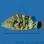  ,   (Cheilinus trilobatus), M 
