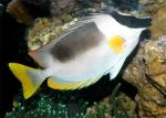  ,   (Siganus magnificus),  XL 