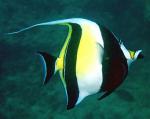  ,  (Zanclus cornutus, Zanclus canescens), S 
