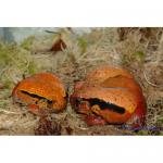 - ()  (Dyscophus guineti), CB S 