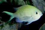  - (Chromis caerulea), S 