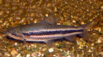   (Leporinus arcus), S 