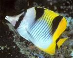  ,  (Chaetodon falcula), L