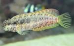  ,  ,  ,  ,   (Salarias fasciatus),  L 