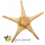    "ARITIFICIAL LIVE CORAL", L410 x W410 x H80 