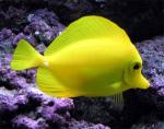   ,  ,   (Zebrasoma flavescens), XL 