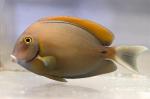   (Acanthurus bariene), M 