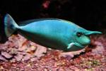  ,   (Naso brevirostris), S 