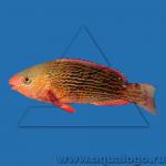 -  (Scarus niger), M 