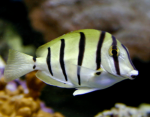   (Acanthurus triostegus), M 