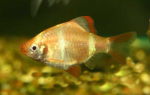    (Puntius tetrazona var. red, Barbus tetrazona, Capoeta tetrazona), M