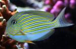  ,  , - (Acanthurus lineatus), XL 