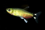   (Aphyocharax paraguayensis), M