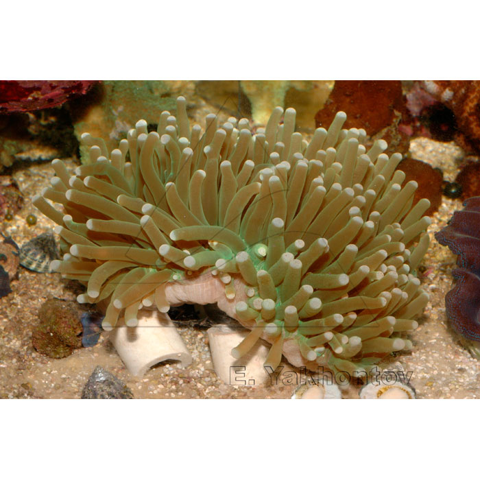  (Heliofungia actiniformes), XL 