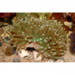  (Heliofungia actiniformes), XL 