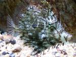 , -,  (Chaetodermis penicilligerus), L 