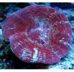   (Acanthastrea maxima), M 