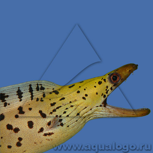 Гимноторакс фимбриатус (Gymnothorax fimbriatus), M 