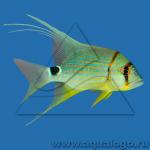   (Symphorichthys spilurus), S 