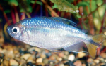   (Alestopetersius caudalis, Hemigrammopetersius caudalis), S 