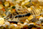 -,   (Corydoras habrosus), M 