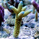   (Acropora sp.), S 