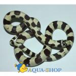     "White Banded 50/50" (Lampropeltis getula californiae var. "White Banded 50/50"), S 